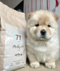 Foto №2 zu Ankündigung № 83563 zu verkaufen chow-chow - einkaufen USA quotient 	ankündigung