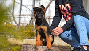 Zusätzliche Fotos: Mädchen, Deutscher Schäferhund, mit einem vollständigen Paket von Dokumenten