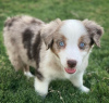 Foto №1. australian shepherd - zum Verkauf in der Stadt Pilsen | Frei | Ankündigung № 120803