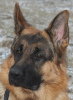 Foto №2 zu Ankündigung № 12165 zu verkaufen deutscher schäferhund - einkaufen Weißrussland züchter