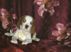 Zusätzliche Fotos: Beagle Welpe von seltener zweifarbiger Farbe