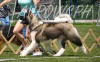 Zusätzliche Fotos: American Akita puppies