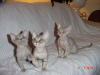 Foto №4. Ich werde verkaufen devon rex in der Stadt Франкфурт-на-Майне. züchter - preis - 400€