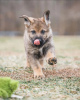 Foto №3. Deutscher Schäferhund zur Adoption. Großbritannien