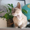 Foto №4. Ich werde verkaufen devon rex in der Stadt Helsinki. quotient 	ankündigung, züchter - preis - 350€