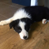 Foto №1. border collie - zum Verkauf in der Stadt Амстердам | 400€ | Ankündigung № 79972