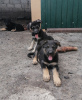 Foto №2 zu Ankündigung № 7649 zu verkaufen osteuropäischer schäferhund - einkaufen Russische Föderation züchter