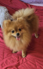 Foto №3. Beautiful Pomeranians BOO. Serbien