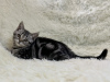 Zusätzliche Fotos: Schottische Katze, gerade, Marmor