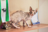 Foto №1. sphynx cat - zum Verkauf in der Stadt Gomel | 845€ | Ankündigung № 11479