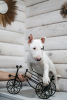 Foto №4. Ich werde verkaufen bullterrier in der Stadt Несвиж. quotient 	ankündigung - preis - 852€