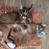 Foto №3. Erstaunliche Karakalkatzen und Kätzchen hier. Großbritannien