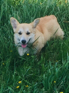 Foto №1. welsh corgi - zum Verkauf in der Stadt St. Petersburg | verhandelt | Ankündigung № 2738