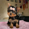 Foto №1. yorkshire terrier - zum Verkauf in der Stadt Stockholm | 380€ | Ankündigung № 125801