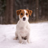 Foto №3. Pedigree Welpe Jack Russell Terrier. Weißrussland