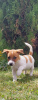 Foto №2 zu Ankündigung № 62731 zu verkaufen jack russell terrier - einkaufen Polen züchter