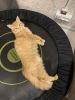 Zusätzliche Fotos: Die liebevolle, junge, schöne rote Katze Tosha ist in guten Händen!
