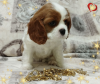 Foto №3. VERSPRECHENDES MÄDCHEN Cavalier King Charles Spaniel. Weißrussland