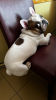 Foto №1. französische bulldogge - zum Verkauf in der Stadt Lviv | verhandelt | Ankündigung № 83988