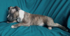 Zusätzliche Fotos: American Staffordshire Terrier Welpen