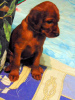 Foto №4. Ich werde verkaufen irish red setter in der Stadt Новомосковск. züchter - preis - 493€