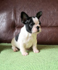 Foto №3. Welpe der französischen Bulldogge. Serbien