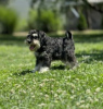 Foto №1. schnauzer - zum Verkauf in der Stadt Bačka Topola | 150€ | Ankündigung № 108884