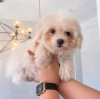 Foto №3. Maltipoo-Welpen suchen ein neues Zuhause. Business WhatsApp 37062044902. Schweiz