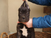 Foto №4. Ich werde verkaufen mischlingshund in der Stadt Zrenjanin. quotient 	ankündigung - preis - 100€