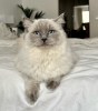 Foto №3. Ragdoll-Katze. Deutschland