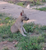 Foto №4. Ich werde verkaufen tschechoslowakischer wolfhund in der Stadt Панчево. züchter - preis - verhandelt