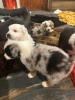 Foto №1. australian shepherd - zum Verkauf in der Stadt Klaipėda | 284€ | Ankündigung № 124849