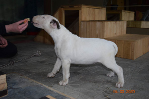 Foto №3. Bull Terrier Chic Welpen. Weißrussland