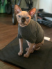 Foto №2 zu Ankündigung № 82417 zu verkaufen sphynx-katze - einkaufen USA quotient 	ankündigung