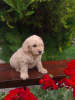 Foto №2 zu Ankündigung № 74953 zu verkaufen labradoodle - einkaufen Serbien züchter