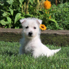 Foto №1. west highland white terrier - zum Verkauf in der Stadt Berlin | verhandelt | Ankündigung № 44770