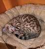 Foto №3. Ausgebildete Bengalkatzen-Kätzchen stehen zum Verkauf. Deutschland