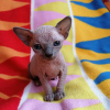 Foto №4. Ich werde verkaufen sphynx-katze in der Stadt Straubing. quotient 	ankündigung, vom kindergarten, züchter - preis - 200€