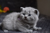 Foto №3. Atemberaubende britische Kurzhaar Champion Bloodline Kittens. USA