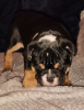 Foto №3. 3-farbige englische Bulldogge. USA