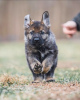 Foto №1. deutscher schäferhund - zum Verkauf in der Stadt Middlesbrough | verhandelt | Ankündigung № 122129