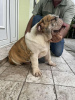 Zusätzliche Fotos: Englische Bulldogge, Premium-Welpen