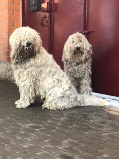 Foto №2 zu Ankündigung № 6935 zu verkaufen komondor - einkaufen Russische Föderation quotient 	ankündigung