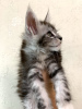 Zusätzliche Fotos: Die Cattery Maine Coon bietet ein reinrassiges Kätzchen an.