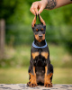 Foto №4. Ich werde verkaufen dobermann in der Stadt Belgrad. züchter - preis - verhandelt