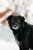 Foto №2 zu Ankündigung № 23652 zu verkaufen mischlingshund - einkaufen Russische Föderation quotient 	ankündigung