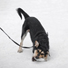 Foto №2 zu Ankündigung № 82938 zu verkaufen mischlingshund - einkaufen Russische Föderation quotient 	ankündigung