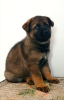 Foto №4. Ich werde verkaufen deutscher schäferhund in der Stadt Ashdod.  - preis - 56793286€