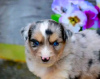 Foto №2 zu Ankündigung № 123107 zu verkaufen australian shepherd - einkaufen Australien züchter