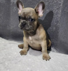 Foto №2 zu Ankündigung № 98684 zu verkaufen französische bulldogge - einkaufen USA 
